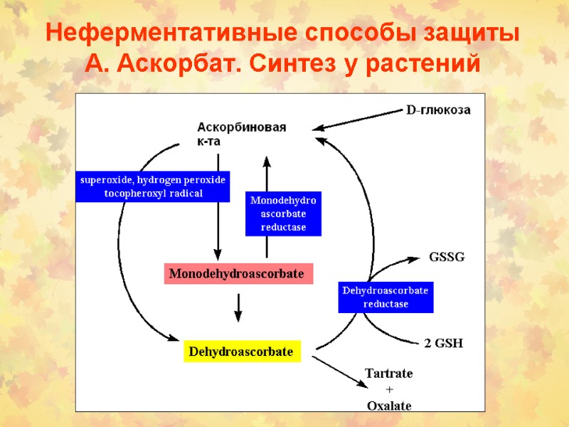 Неферментативные способы защиты А. Аскорбат. Синтез у растений